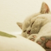 _mg_0229a